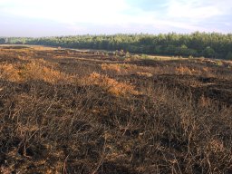 IMGP8729_afbraendt_hede